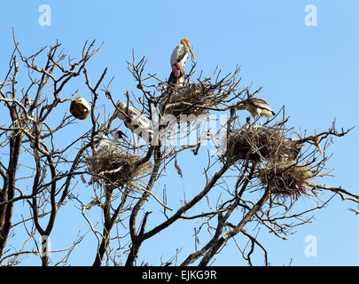 Marabou bird seduti sui rami di un albero contro il cielo Foto Stock