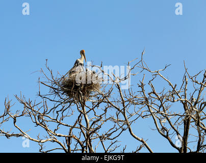 Marabou bird seduti sui rami di un albero contro il cielo Foto Stock