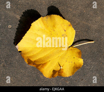 Yellow leaf giace sul marciapiede è fotografato close-up Foto Stock