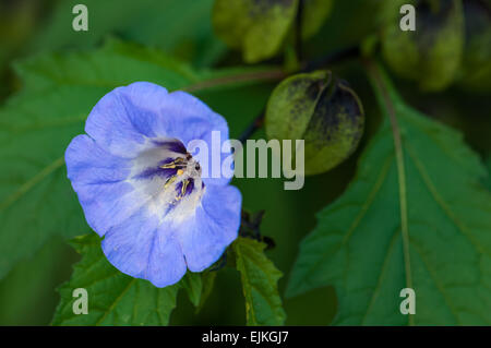 Shoo fly impianto nicandra physalodes blue bell come flower Foto Stock