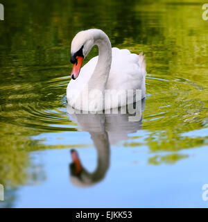 Unico cigno bianco in un lago di acqua riflettente composizione quadrata Foto Stock