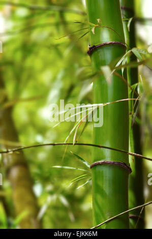 La sezione di bambù verde albero nella foresta vicino fino Foto Stock