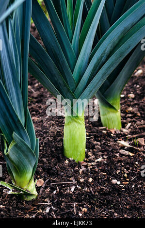 Porri organico cresce su suolo compost home giardinaggio Foto Stock