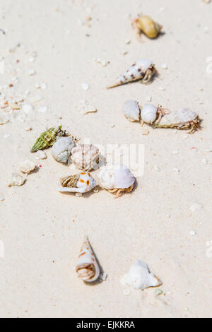 Una collezione di paguri sulla spiaggia dell'isola di Makunudu nelle Maldive Foto Stock