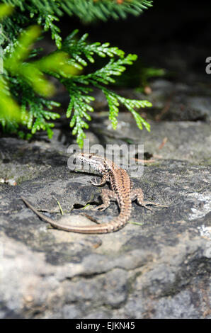 Comune di lucertola muraiola (Podarcis muralis) ensoleillement stesso su un vecchio muro di pietra a Chagny, Borgogna, Francia. Foto Stock