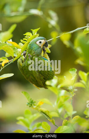 Castagne e fronteggiata macaw, Ara severus, Galibi, Suriname Foto Stock