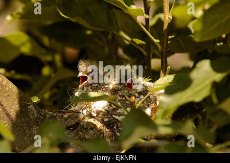 La polonia.Bory Tucholskie National Park in giugno.Due pulcini del fringuello nel nido sono in attesa per i genitori con cibo. Foto Stock