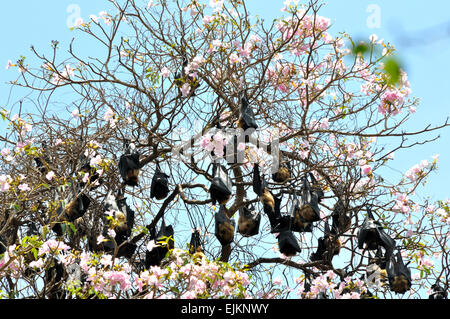 Giganteschi pipistrelli della frutta in Sri Lanka Foto Stock