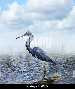 Airone tricolore in Florida Wetland Foto Stock