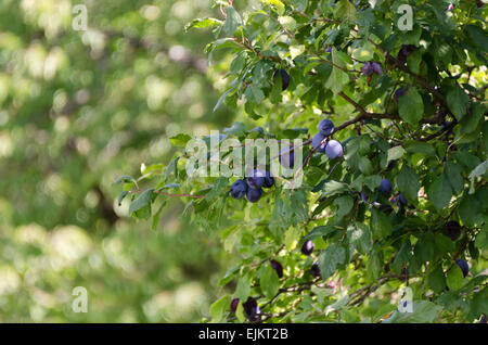 Damson prugne maturazione sulla struttura ad albero Domaine de la Folie, una vigna vicino a Chagny nella Côte Chalonnaise della Borgogna, in Francia. Foto Stock