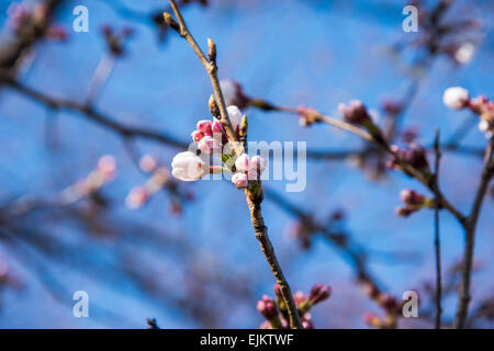 Bocciolo di Ciliegio Sakura blossom,Tokyo Giappone Foto Stock