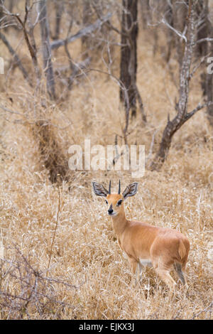 Cefalofo comune, Ngala Private Game Reserve, Sud Africa Foto Stock