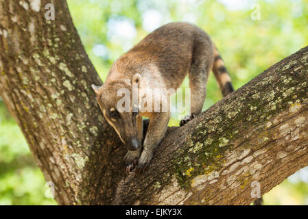 South American coati, or ring-tailed coati, Nasua nasua, Galibi, Suriname Foto Stock