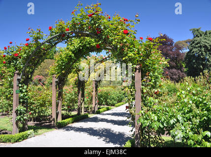 Questo arco di rose è situato nel famoso stile inglese, Giardini Botanici in Christchurch, Canterburys capitale provinciale. Foto Stock