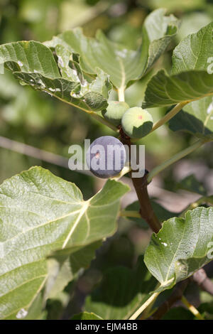 Ripe Fig korcula croazia Foto Stock