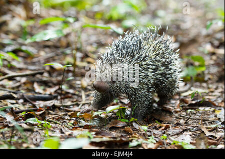 Coundou brasiliano (prehensilis Coendou), Suriname Foto Stock