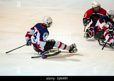 ORENBURG, regione di Orenburg, Russia - 7 February 2015: prestazioni pubbliche Orenburg ice sledge hockey club 'falchi' nel quadro del tutto-russo giornata di sport invernali, dedicata all'anniversario della XXII Giochi Olimpici Invernali e XI Giochi Paralimpici Invernali del 2014 in Sochi Foto Stock