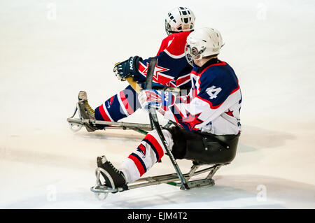 ORENBURG, regione di Orenburg, Russia - 7 February 2015: prestazioni pubbliche Orenburg ice sledge hockey club 'falchi' nel quadro del tutto-russo giornata di sport invernali, dedicata all'anniversario della XXII Giochi Olimpici Invernali e XI Giochi Paralimpici Invernali del 2014 in Sochi Foto Stock