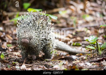 Coundou brasiliano (prehensilis Coendou), Suriname Foto Stock