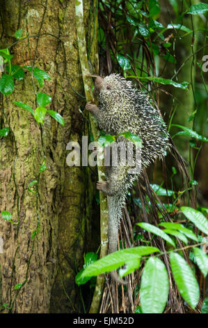 Coundou brasiliano (prehensilis Coendou), Suriname Foto Stock