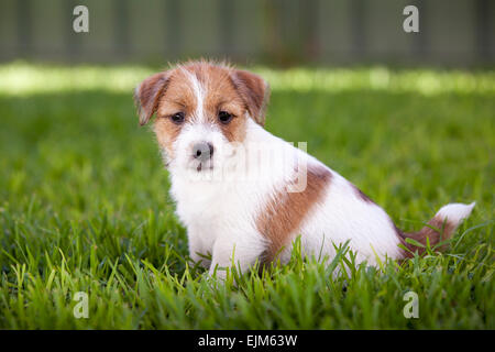 Jack Russell Terrier cucciolo seduto sull'erba. Foto Stock
