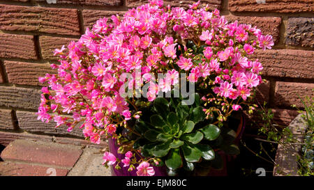 Lewisia cotyldon, Rosa Primavera fioritura delle piante, Foto Stock