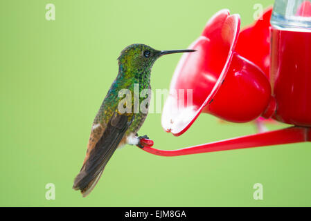 Blu-tailed Emerald, Chlorostilbon mellisugus, Kabalebo Nature Resort, Suriname Foto Stock