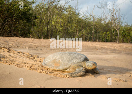 Tartaruga Verde tornando al mare dopo il nesting sulla spiaggia, Chelonia Mydas, Matapica, Suriname Foto Stock