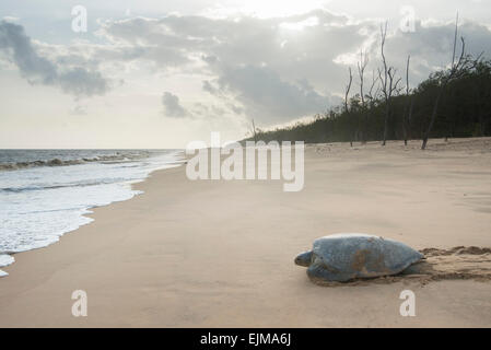 Tartaruga Verde tornando al mare dopo il nesting sulla spiaggia, Chelonia Mydas, Matapica, Suriname Foto Stock