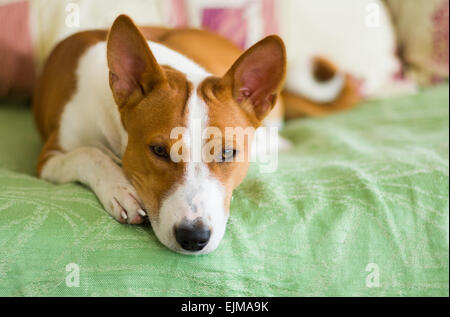 Piscina ritratto di basenji cane giacente sul letto e in attesa per il master. Foto Stock