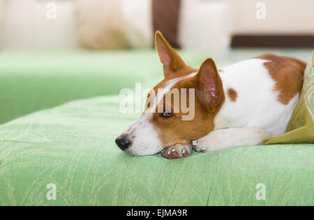 Ritratto di interni di trivellazione di basenji Foto Stock