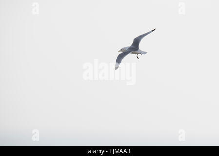 Kittiwake battenti alto sopra il mare a Seaford Testa, East Sussex Foto Stock