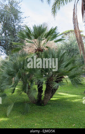 Multi Campione con gambo della ventola europeo palm, chamaerops humilis Foto Stock