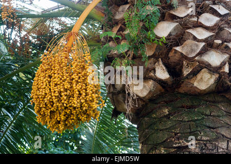 Cluster penzolanti di frutta dell'Isola Canarie data palm, Phoenix canariensis Foto Stock