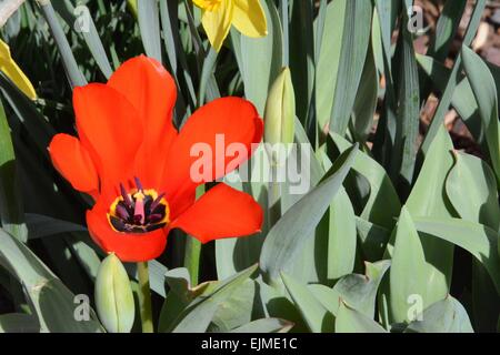 Red Tulip blossom con vista di materiali di moltiplicazione di organi Albuquerque, New Mexico - USA Foto Stock