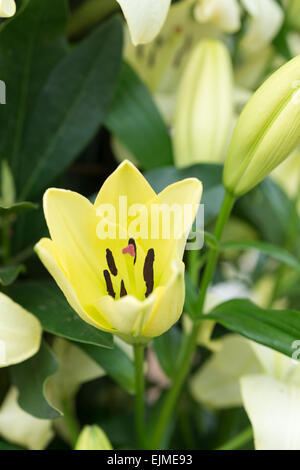 Il Lilium Trebbiano, asiatici verde fiore di giglio Foto Stock