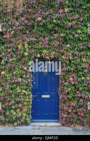 Le foglie di autunno di un Virginia superriduttore, Parthenocissus quinquefolia, circondano il blu della porta anteriore di una vecchia casa cittadina in Dorchester Dorset, Inghilterra Foto Stock