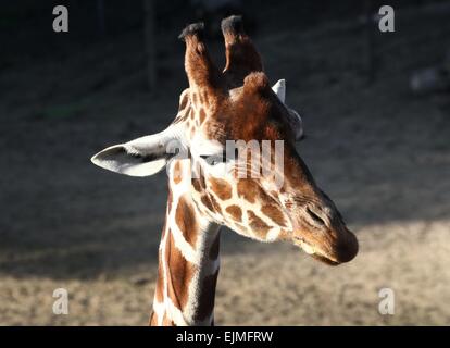 Primo piano della testa di un traliccio o giraffa somala (Giraffa camelopardalis reticulata) Foto Stock