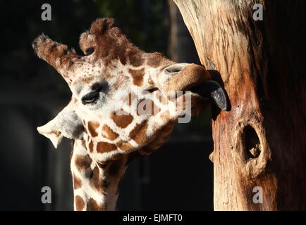 Primo piano della testa di un traliccio o giraffa somala (Giraffa camelopardalis reticulata) leccare un tronco di albero Foto Stock