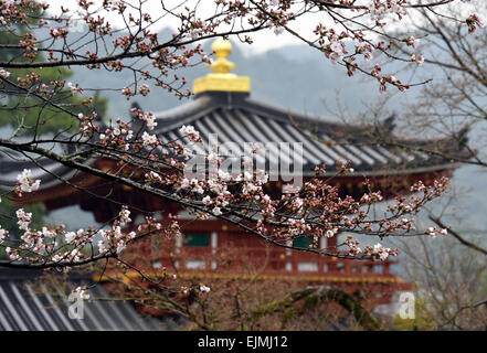 Kyoto, Giappone. 29 Mar, 2015. A causa del fallo Meteo per tutto il weekend, Cherry Blossoms non sono abbastanza in piena fioritura a Kyoto, Giappone occidentale, domenica 29 marzo, 2015. © Natsuki Sakai/AFLO/Alamy Live News Foto Stock