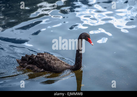 Black Swan nuotare nelle acque blu di un laghetto in London Inghilterra England Foto Stock