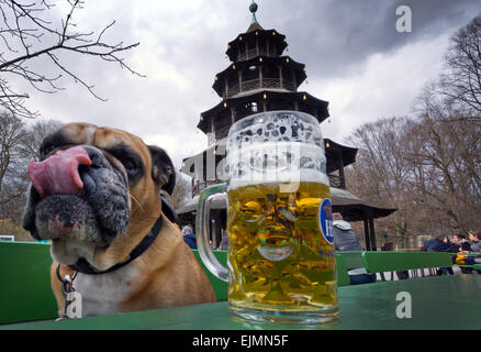 Monaco di Baviera, Germania. 29 Mar, 2015. "Bully" il Bulldog inglese si siede accanto a un boccale di birra e lecca il naso di fronte alla Torre Cinese nel Giardino Inglese a Monaco di Baviera, Germania, 29 marzo 2015. Foto: PETER KNEFFEL/dpa/Alamy Live News Foto Stock