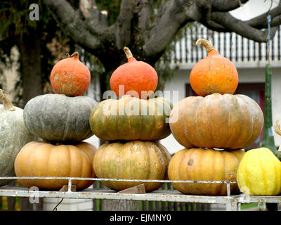 Bella colorato splendore di autunno zucche mostrato Foto Stock