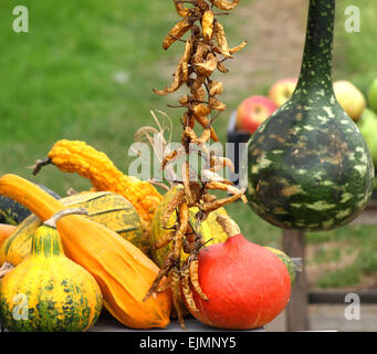 Bella colorato splendore di autunno zucche mostrato Foto Stock