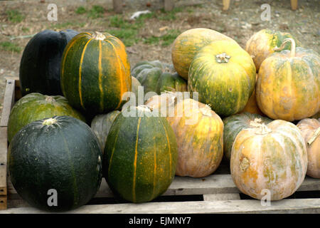 Bella colorato splendore di autunno zucche mostrato Foto Stock