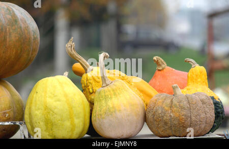 Bella colorato splendore di autunno zucche mostrato Foto Stock