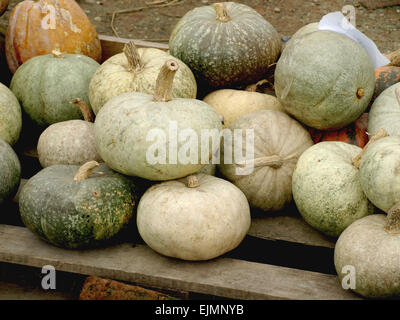 Bella colorato splendore di autunno zucche mostrato Foto Stock