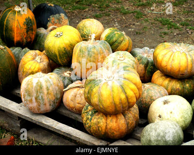 Bella colorato splendore di autunno zucche mostrato Foto Stock