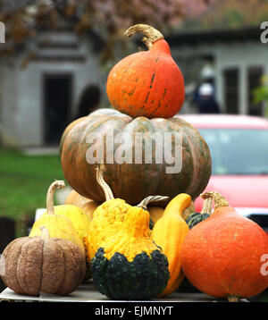 Bella colorato splendore di autunno zucche mostrato Foto Stock