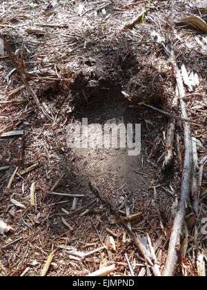 Un puma raschiare nel bosco duff. Foto Stock
